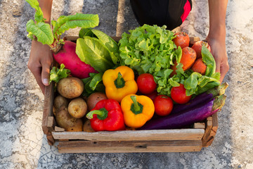 Fresh vegetable holding by young adult, harvested from home garden at backyard.