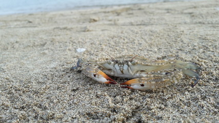 wild crab on the beach