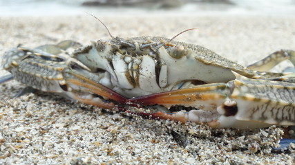 wild crab on the beach