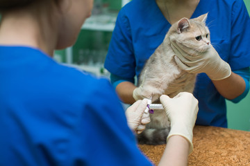 Veterinary placing a catheter via a cat in the clinic