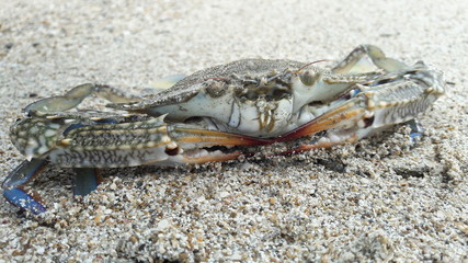 wild crab on the beach
