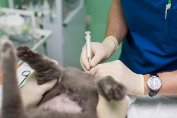 veterinary medicine, the use of three-way stopcock for draining urine from the urinary bladder of cats (cats) a gallstone. syringe