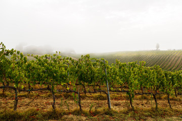 vineyards of Tuscany n autumn fog, Italy