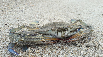 wild crab on the beach