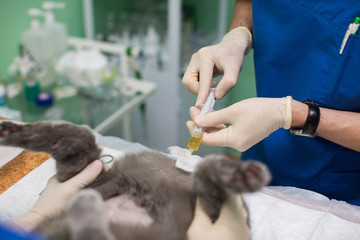 veterinary medicine, the use of three-way stopcock for draining urine from the urinary bladder of...