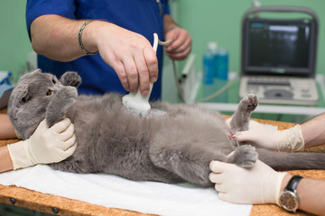 Fototapeta na wymiar The vet does an ultrasound cat in clinic