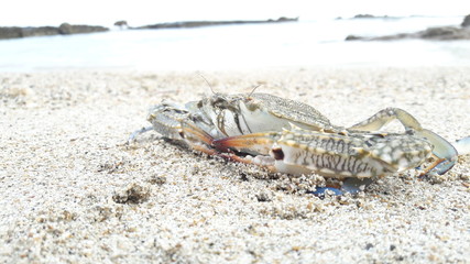 wild crab on the beach