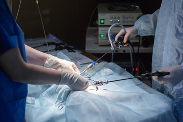 Vet doing the operation for sterilization. The cat on the operating table in a veterinary clinic....