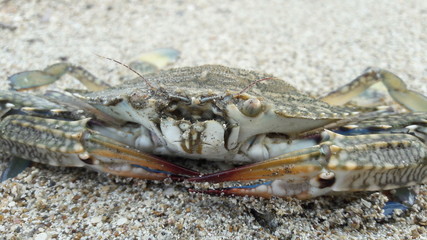 wild crab on the beach