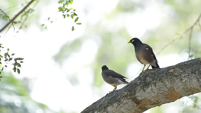 Two myna bird perched on tree branch