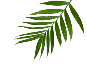 Green leaves of palm tree isolated on white background