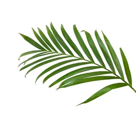 Poster Green leaves of palm tree isolated on white background © ImagesMy