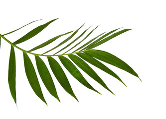 Green leaves of palm tree isolated on white background