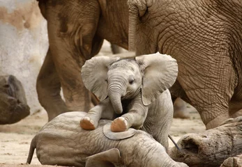 Fotobehang Babyolifanten aan het spelen © sdbower