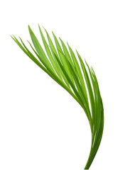 Green leaves of palm tree isolated on white background