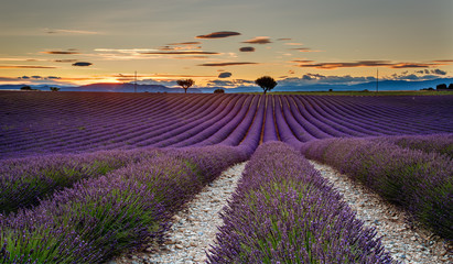 Fototapeta na wymiar Sunset in the Lavender field of Valensole