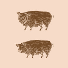 Happy pork in the form of engraving on label with a text stamp, and lettering calligraphy.