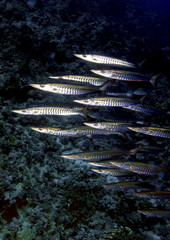 Tigers of the sea - Barracuda