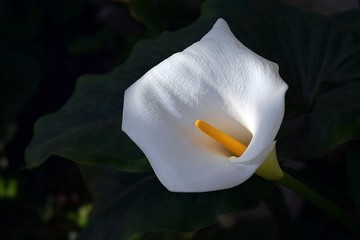 Calla , Lily .Mrmaris.