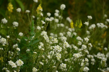 Obraz premium flowers