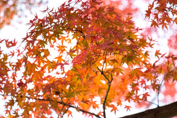 Autumn leaves of Higo Hosokawa garden / Higo-Hosokawa Garden is a park in Bunkyo Ward, Mejirodai, Bunkyo-ku, Tokyo.