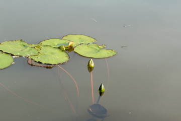 Two lake lilies
