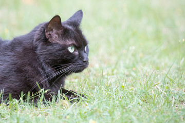 Schöne schwarze Katze