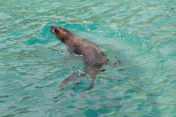 Fototapeta premium Seelöwe schwimmt entspannt im Meer