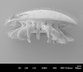 Varroa destructor bee parasite - an electron scanning microscope photo - Magnification 55x