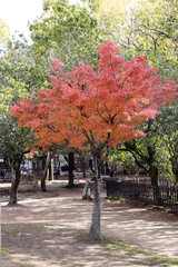 Naklejka premium Full red Japanese Leaf on the tree with green tree background in the garden. The leaves change color from green to yellow and red in autumn.
