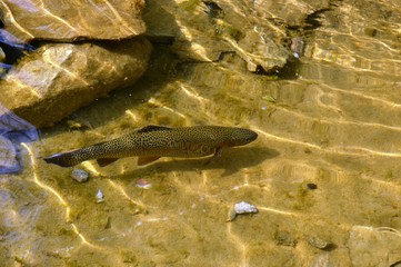 fish in the water