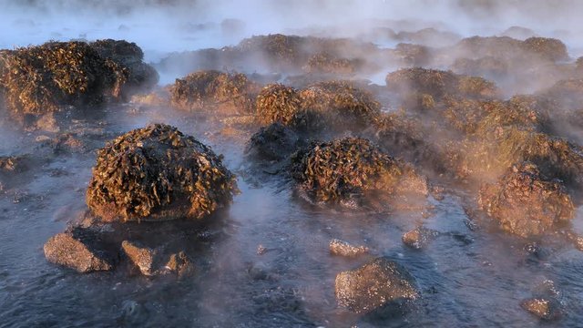 Steaming seaweed swamp, coastal geothermal water pool Iceland