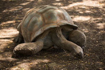 Obraz premium Giant tortoise in Mauritius.