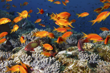 Fototapeta na wymiar Colorful Scalefin Anthias or sea goldie