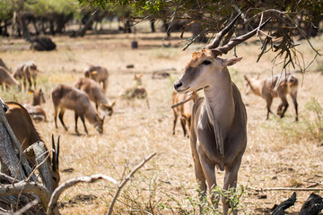 A herd of African deers in the wild. Mauritius.