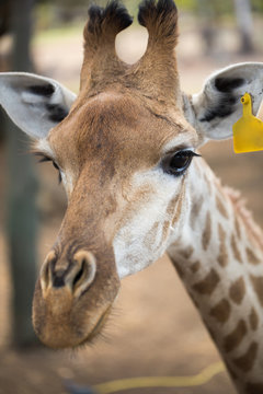 Reticulated giraffe. Mauritius.