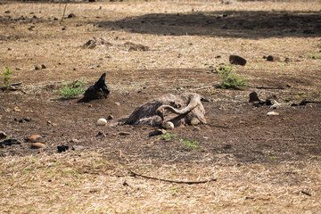 Ostrich incubates the eggs in the wild. Mauritius.