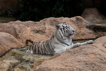 big white tiger
