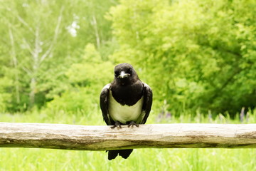 A young crow sitting on the tree