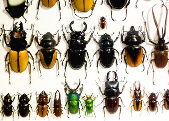 Collection of beetle with pins. Insect collection of entomologist. A rare collection of beetles in a showcase. Mauritius. La vanille - obrazy, fototapety, plakaty