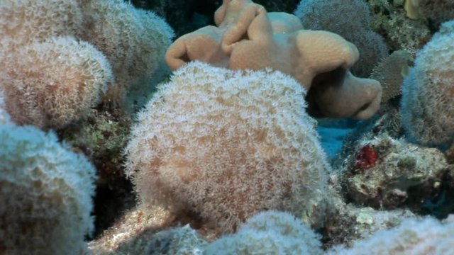 Coral reef of Red sea. Underwater relax video.