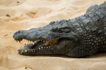 crocodile on light sand