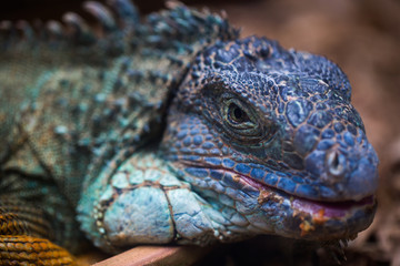 The blue iguana