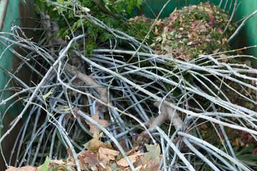 remains of trees in a container for recycling