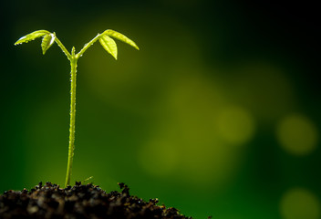 Bud leaves of young plant seeding in forest