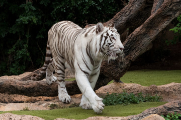Fototapeta na wymiar big white tiger
