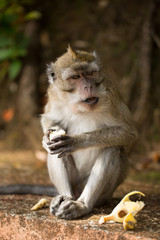 Monkey eating banana