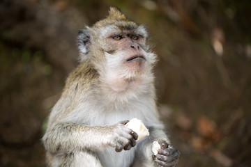 Monkey eating banana