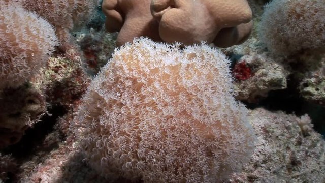 Coral reef of Red sea. Underwater relax video.