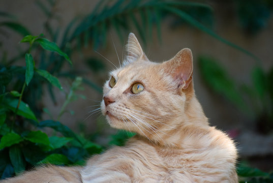 Cute Orange Cat Outside In The Garden In Summer 